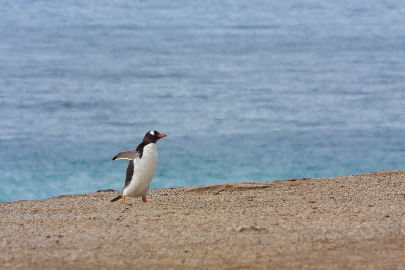 Gentoo Penguin